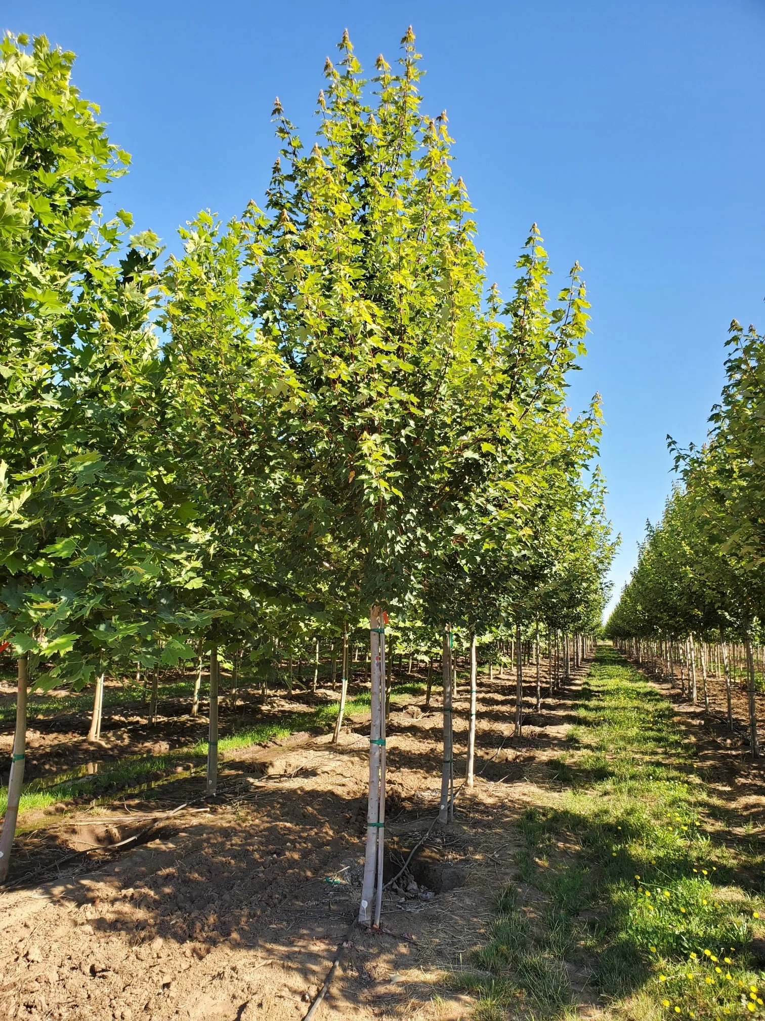 MAPPON REED まりりん Fall Maples RAINBOW Variegated 8/2 Ringspun Cotton Yarn